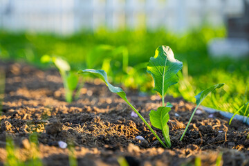Freshly planted cabbage seedlings grow in the garden in the morning at sunrise. Young vegetable sprouts