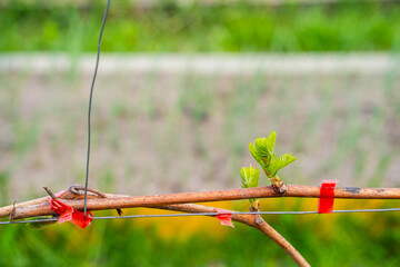 The first spring leaves of grapes close-up in spring. Grape buds wake up after winter