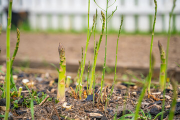 Green asparagus growing in the garden in spring, close-up