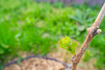 The first spring leaves of grapes close-up in spring. Grape buds wake up after winter
