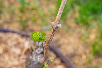 The first spring leaves of grapes close-up in spring. Grape buds wake up after winter