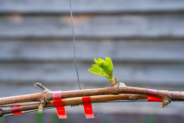 The first spring leaves of grapes close-up in spring. Grape buds wake up after winter