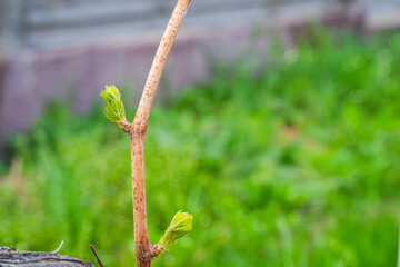 The first spring leaves of grapes close-up in spring. Grape buds wake up after winter