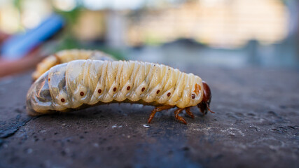 Large rhinoceros beetle larva, close-up