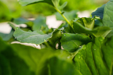 Water drops on the leaves of cabbage seedlings in a greenhouse, close-up