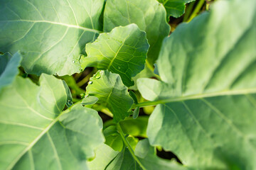 Water drops on the leaves of cabbage seedlings in a greenhouse, close-up