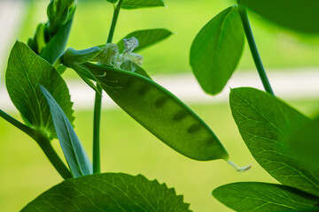 Pea germs in a growing pod that is translucent, close-up