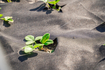 A bed with growing strawberries in early spring covered with black agrofibre, top view