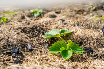 Leaves of a growing strawberry bush in early spring close-up