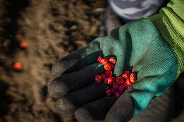 A hand in a rubber glove holds red pea seeds close-up on the background of a vegetable garden