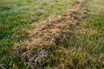 The process of lawn care after winter, combing the grass. Cleaning the grass after winter. Lawn...