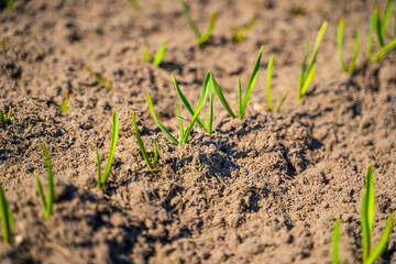 Young sprouted garlic in the garden bed in early spring. The first green garlic leaves after winter on a sunny day