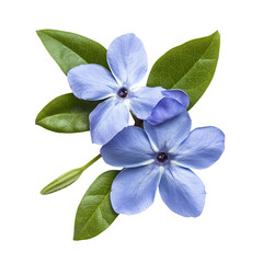 Fototapeta premium Periwinkle 