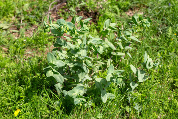 Cerinthe major, called honeywort along with other members of its genus, is an annual species of flowering plant in the genus Cerinthe