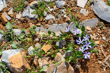 Vinca herbacea, with common name herbaceous periwinkle, is a flowering plant native to eastern Europe.