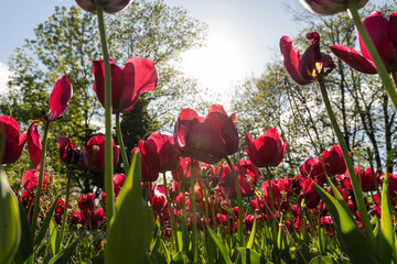 Obraz premium Red tulips infront of the sun.. Spring flowers.