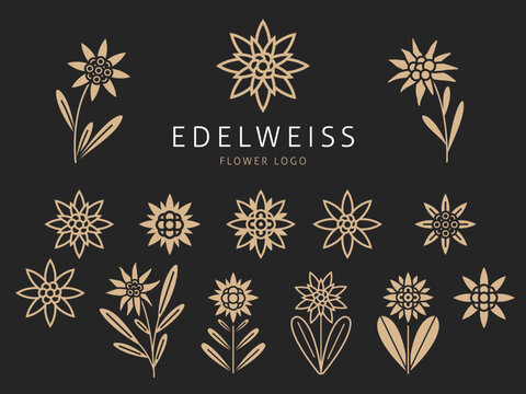 Beautiful edelweiss icons. Mountain flowers emblems, traveling and tourism symbol, wild nature plant, botanical simple floral logo, decorative botanical isolated elements, tidy vector set