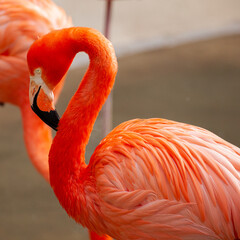 American flamingo