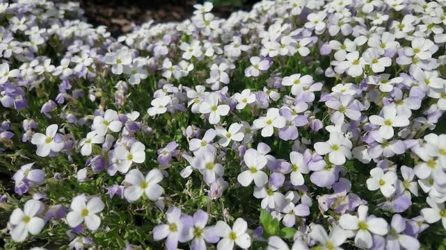 Duftendes Blumenmeer 