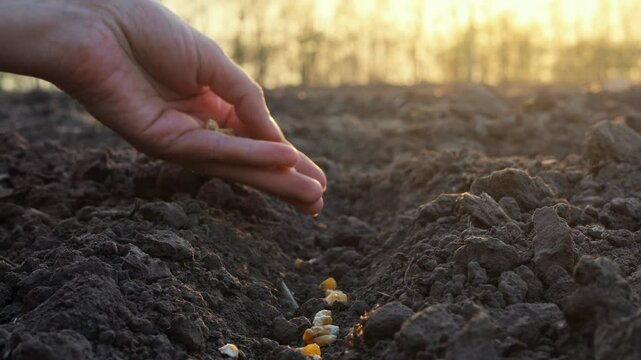 A person's hand is dropping corn seeds into freshly tilled soil at dusk, signaling the start of a new planting season on the farm