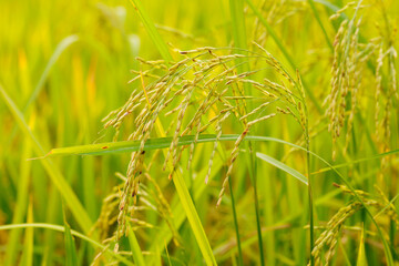 In the heart of the rice field, golden stalks bow under the weight of their full, ripe grains,...
