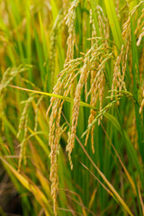In the heart of the rice field, golden stalks bow under the weight of their full, ripe grains, ready for harvest.