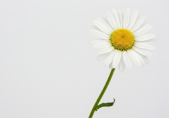 Obraz premium Single daisy with white petals and yellow center on a green stem against a white background