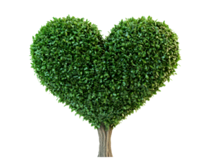 Heart-Shaped Green Tree Symbolizing Love and Nature Isolate on Transparent Background, cutout, png