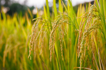 In the heart of the rice field, golden stalks bow under the weight of their full, ripe grains,...