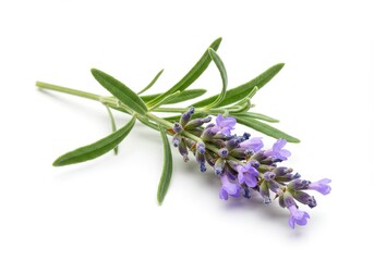 Obraz premium A single sprig of lavender with green leaves and purple flowers isolated on a white background studio shot