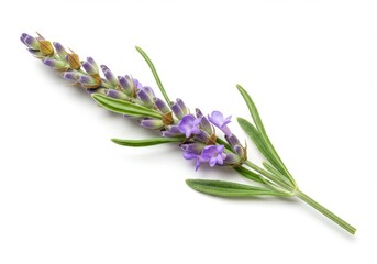 Fototapeta premium A single sprig of lavender with purple flowers and green leaves isolated on a white background studio shot