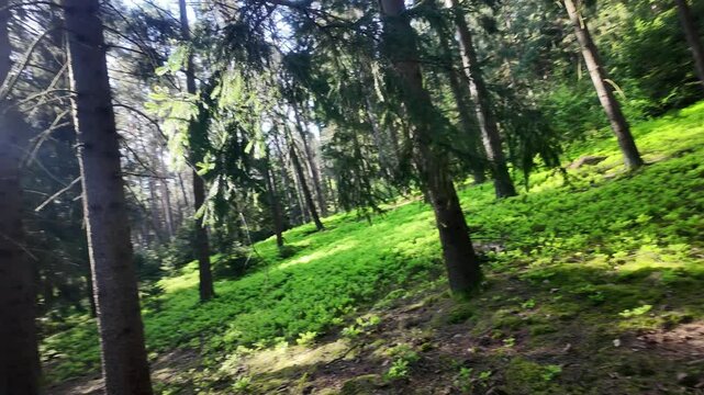 Morgenzauber im sonnigen Fichtenwald