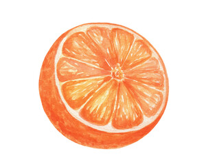 Watercolor half of orange fruit, isolated food hand drawn illustration