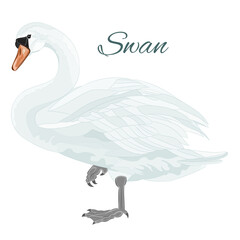 Standing white swan bird  watercolor vintage on a white background vector illustration editable hand draw