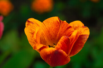 red poppy flower