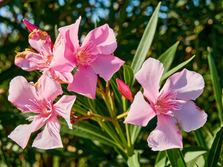 Flowering nerium oleander, commonly known as oleander or rosebay