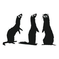 black footed ferret silhouette on white background vol 01
