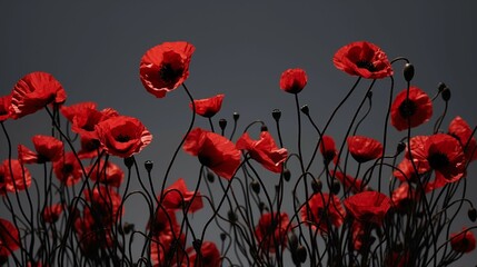 Obraz premium Faintly illuminated poppies (black stems, red heads) low on the bottom