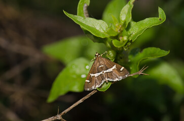 Beet webworm moth Spoladea recurvalis. Las Palmas de Gran Canaria. Gran Canaria. Canary Islands. Spain.