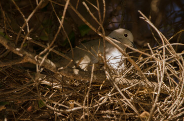 Barbary dove Streptopelia risoria in its nest. Las Palmas de Gran Canaria. Gran Canaria. Canary Islands. Spain.