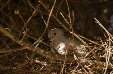 Barbary dove Streptopelia risoria in its nest. Las Palmas de Gran Canaria. Gran Canaria. Canary Islands. Spain.