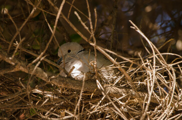 Barbary dove Streptopelia risoria in its nest. Las Palmas de Gran Canaria. Gran Canaria. Canary Islands. Spain.