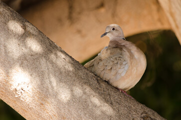 Barbary dove Streptopelia risoria preening. Las Palmas de Gran Canaria. Gran Canaria. Canary Islands. Spain.