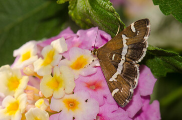 Beet webworm moth Spoladea recurvalis on flowers of common lantana Lantana camara. Las Palmas de...