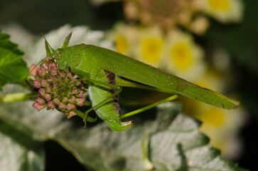 Bush cricket Phaneroptera sparsa. Las Palmas de Gran Canaria. Gran Canaria. Canary Islands. Spain.