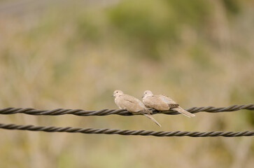 Eurasian collared doves Streptopelia decaocto decaocto. Cercados de Espino. San Bartolome de...