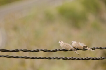 Barbary doves Streptopelia risoria. Cercados de Espino. San Bartolome de Tirajana. Gran Canaria. Canary Islands. Spain.