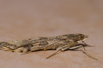 Detail of a moth. Las Palmas de Gran Canaria. Gran Canaria. Canary Islands. Spain.