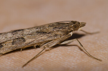 Detail of a moth. Las Palmas de Gran Canaria. Gran Canaria. Canary Islands. Spain.