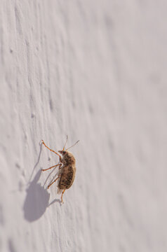 Bean weevil Acanthoscelides obtectus. Las Palmas de Gran Canaria. Gran Canaria. Canary Islands. Spain.